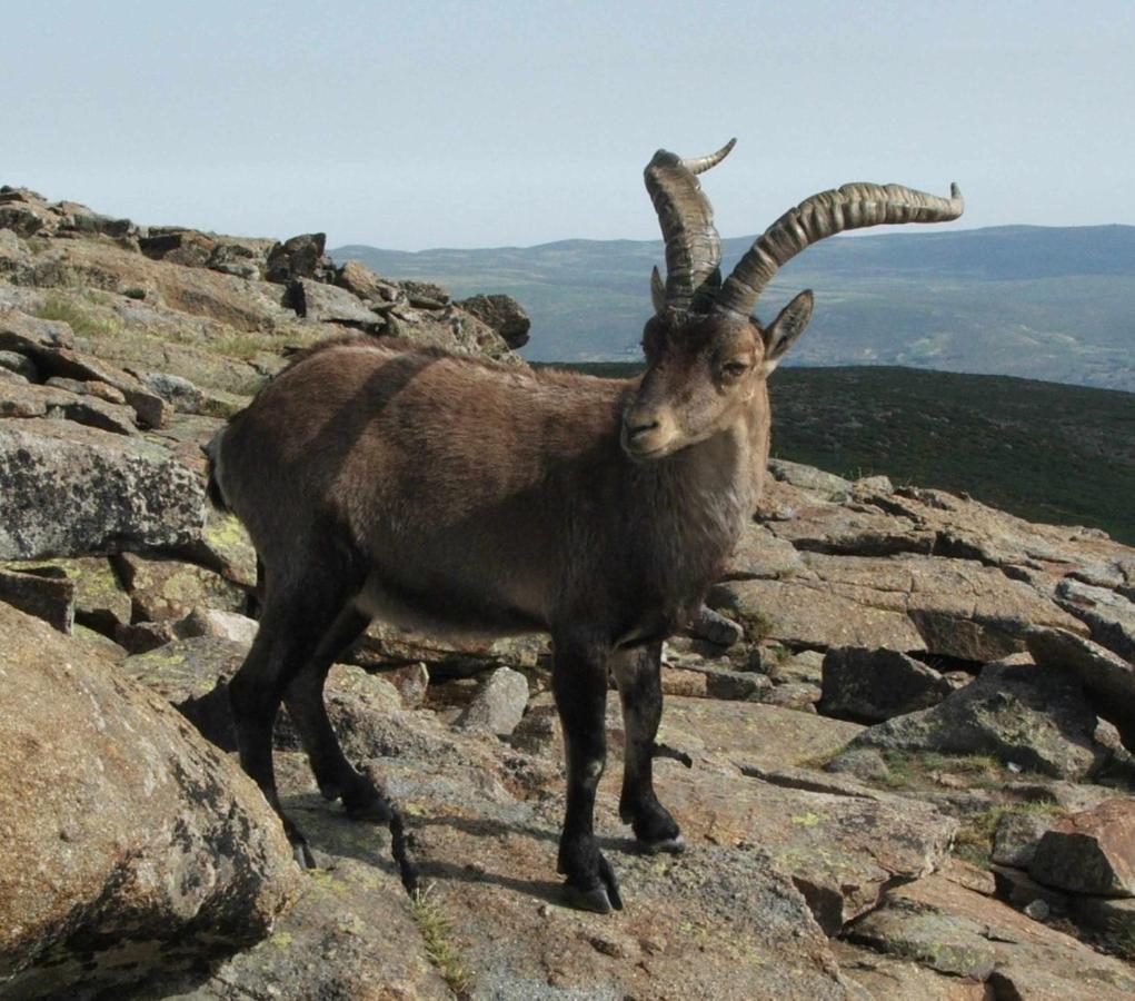 El Nido De Gredos Cuco Apartamento Con Chimenea Navarredonda de Gredos Zewnętrze zdjęcie