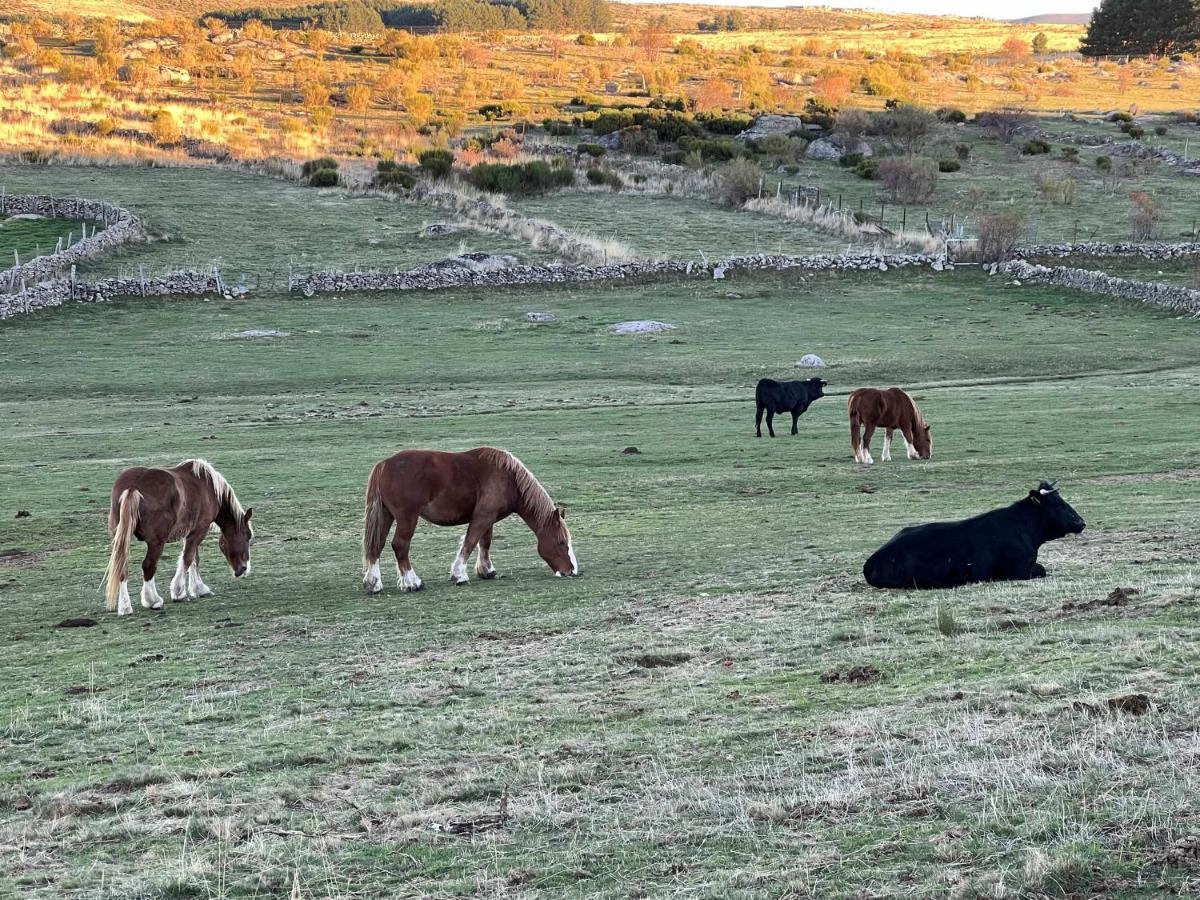 El Nido De Gredos Cuco Apartamento Con Chimenea Navarredonda de Gredos Zewnętrze zdjęcie
